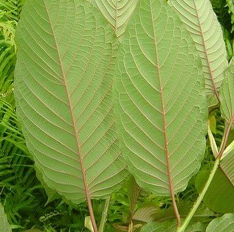 Kratom ~ Sample Packs