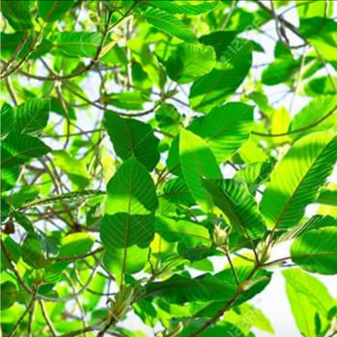 Mytra Tea ~ Green Leaf