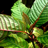 Mytra Tea~ Single Leaf