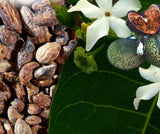 Voacanga Seeds